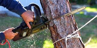 How Our Tree Care Process Works  in  Willows, CA