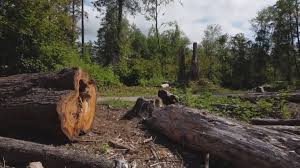 Tree and Shrub Care in Willows, CA