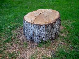 Best Tree Removal  in Willows, CA
