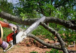 Best Tree Cabling and Bracing  in Willows, CA