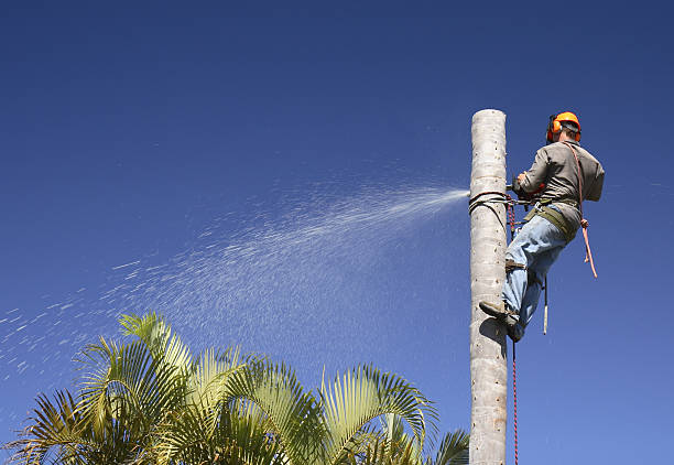 Best Palm Tree Trimming  in Willows, CA