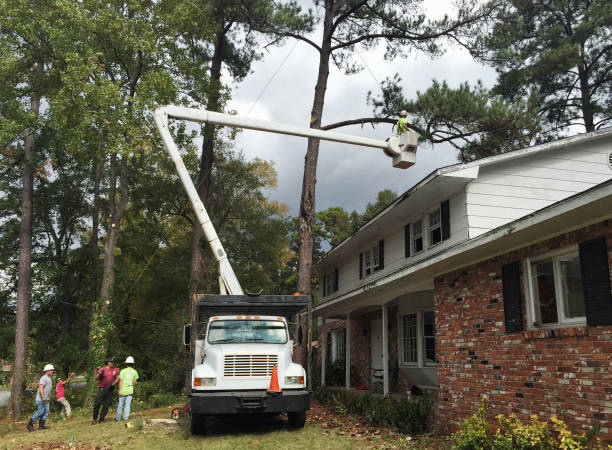 Best Tree Trimming and Pruning  in Willows, CA