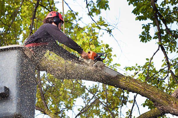 Best Tree Health Inspection  in Willows, CA